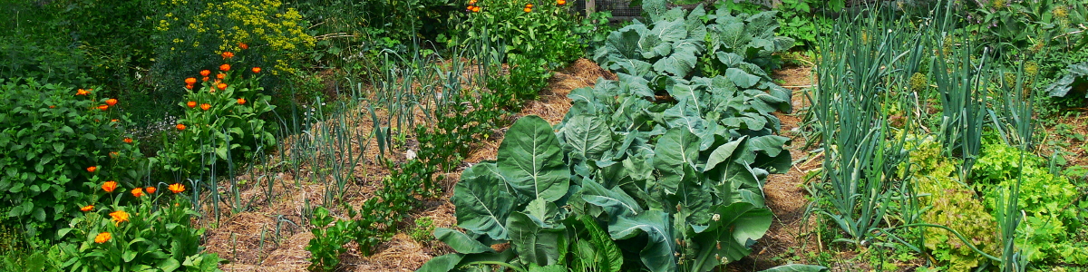Biogärtnern zur Selbstversorgung mit Gemüse
