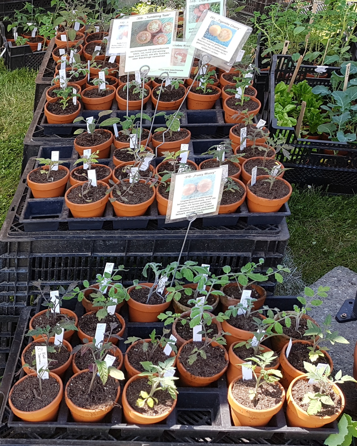 Miches Tomatenvielfalt Miches Tomatenvielfalt