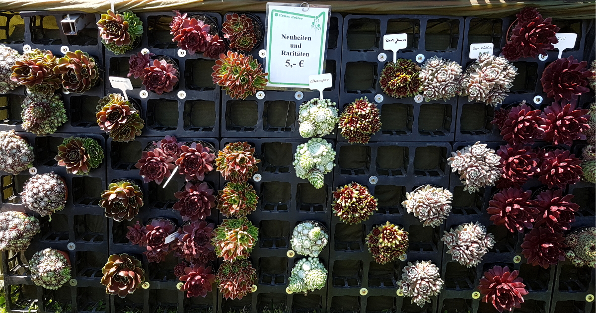 Hauswurz Sortiment Hauswurz Sortiment