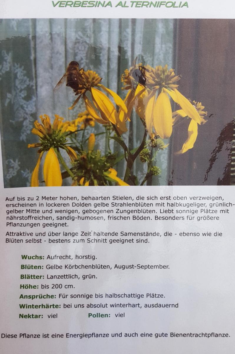 Gelber Kronbart - Verbesina alternifolia