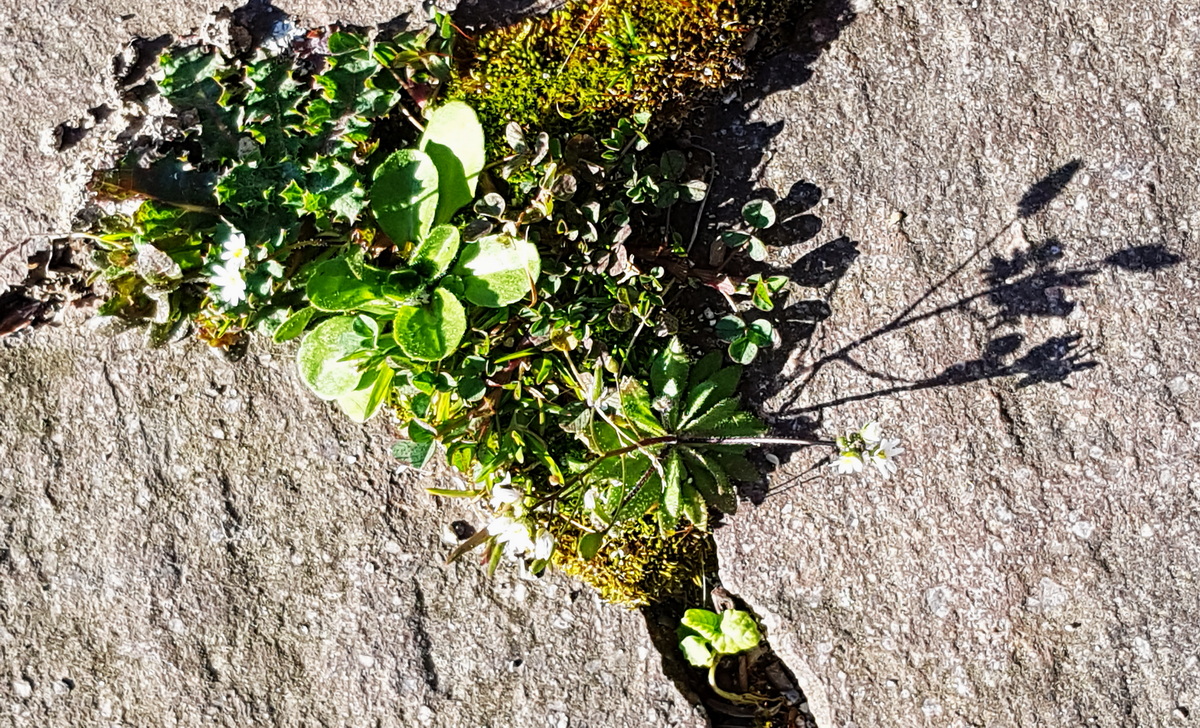 Hungerblümchen und andere Hungerblümchen und andere