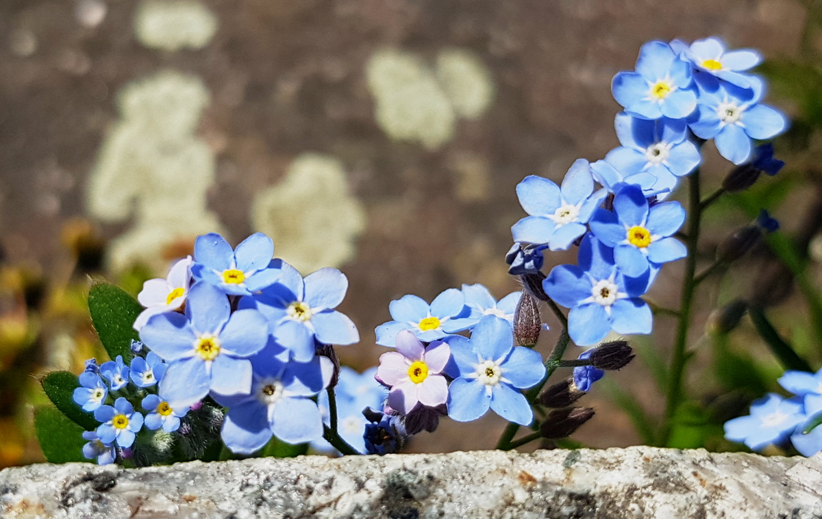 Vergißmeinicht Vergißmeinicht