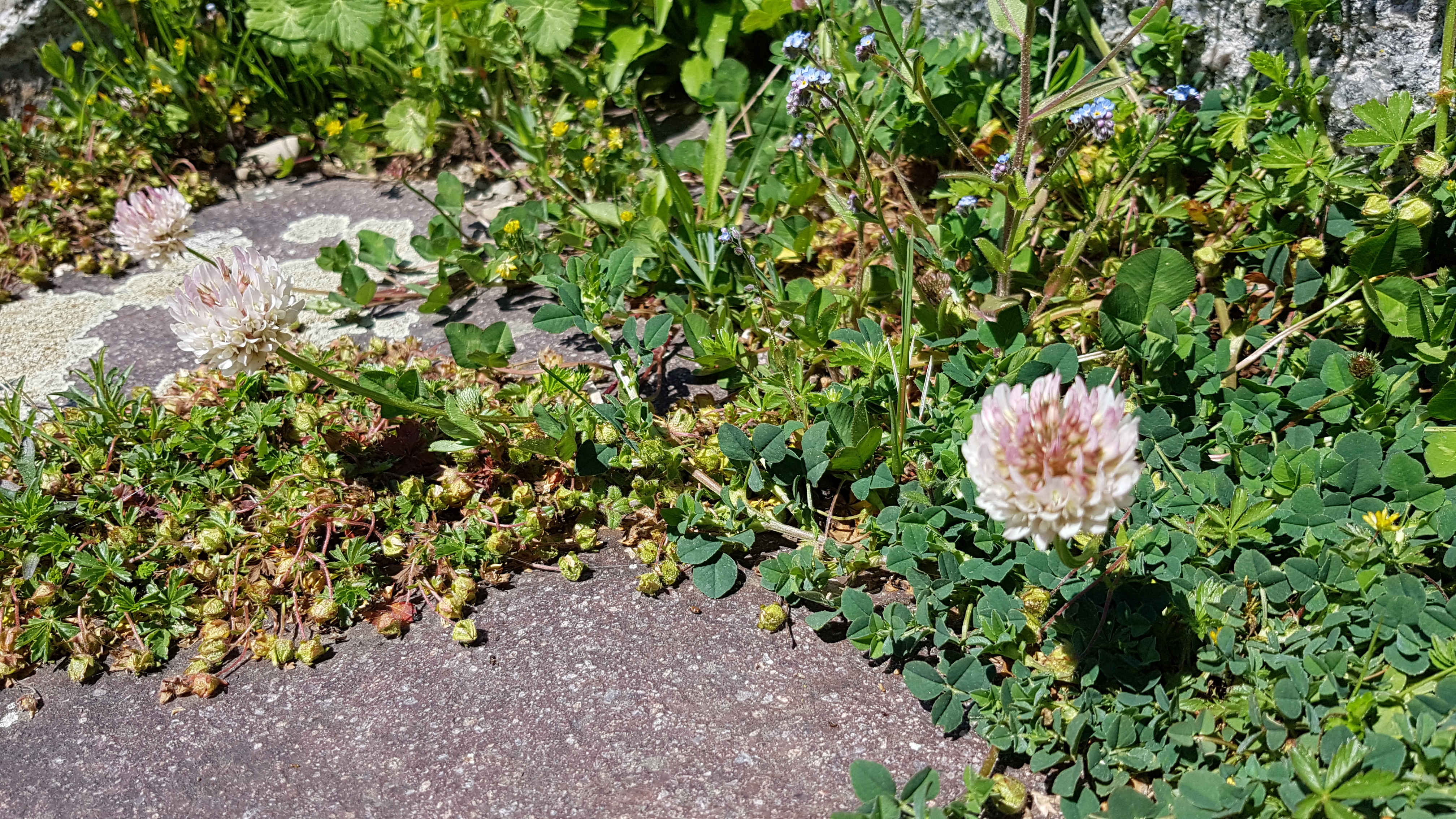 Muss leider raus: Klee Muss leider raus: Klee