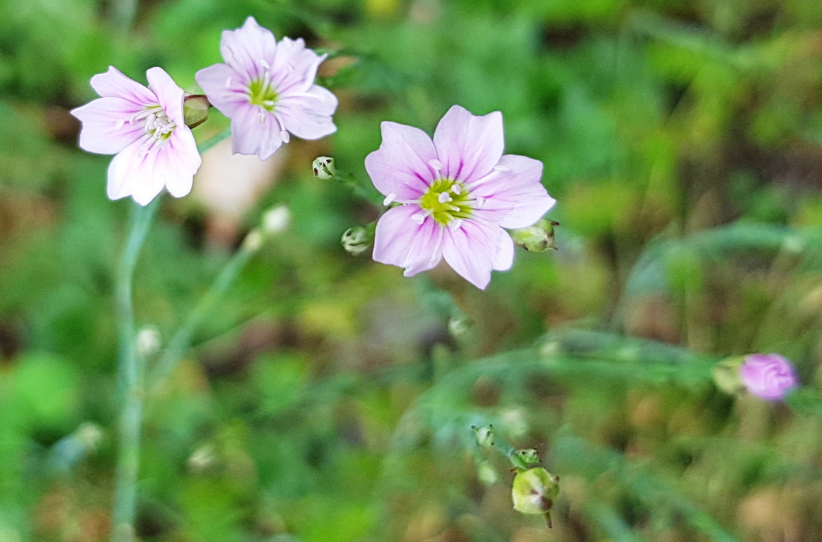 Felsennelke (Petrorhagia saxifraga)