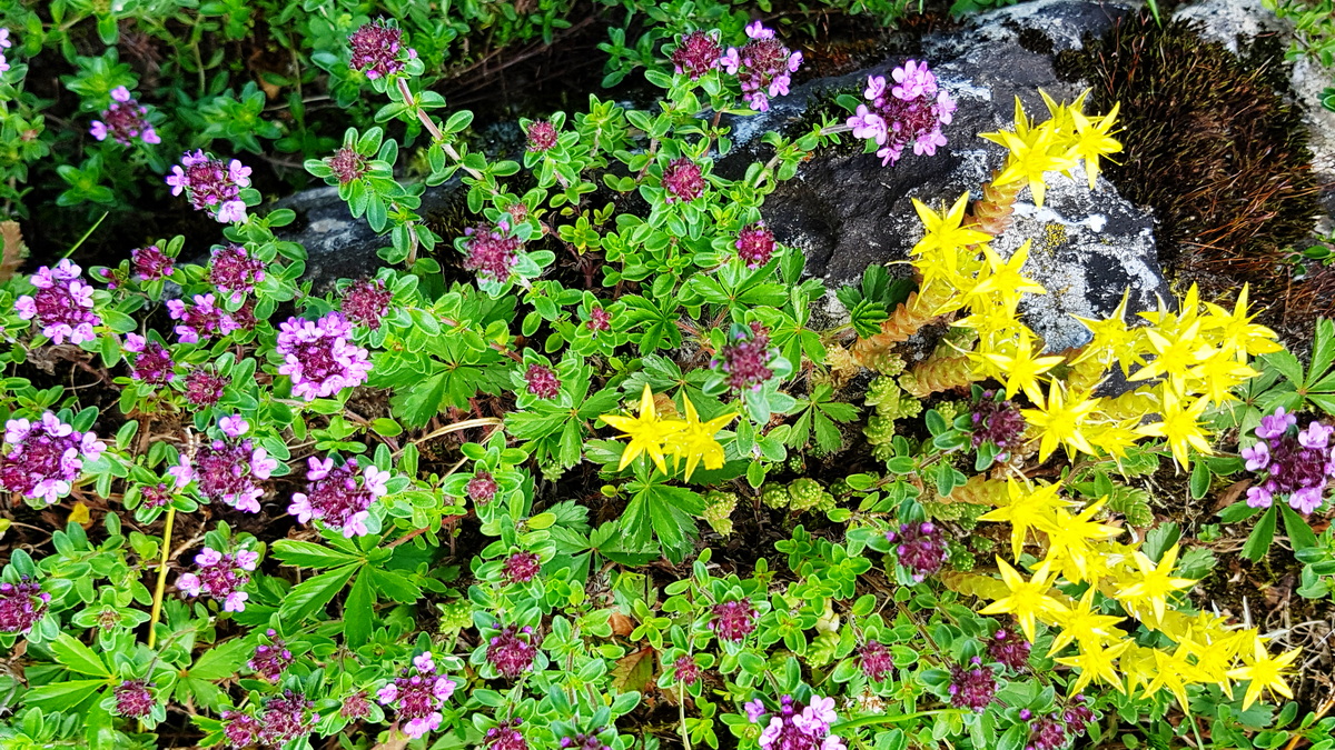 Thymian und Mauerpfeffer Thymian und Mauerpfeffer