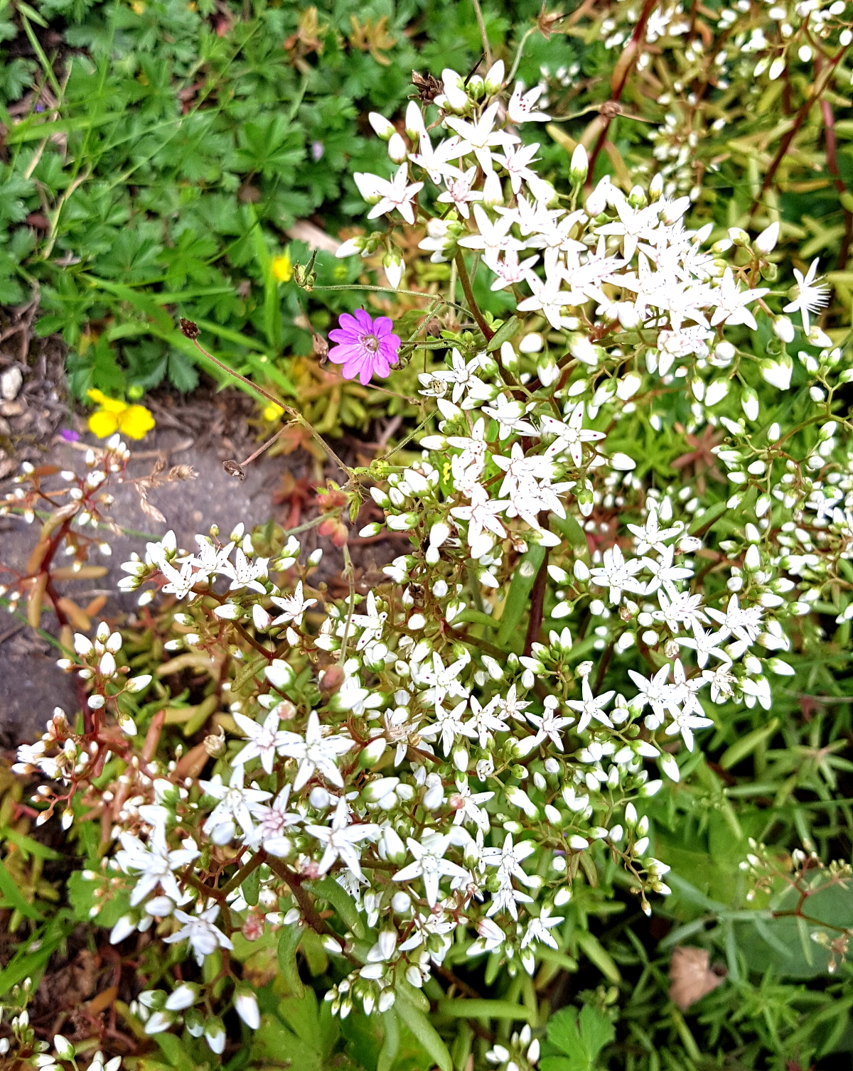 Weißer Mauerpfeffer Weißer Mauerpfeffer