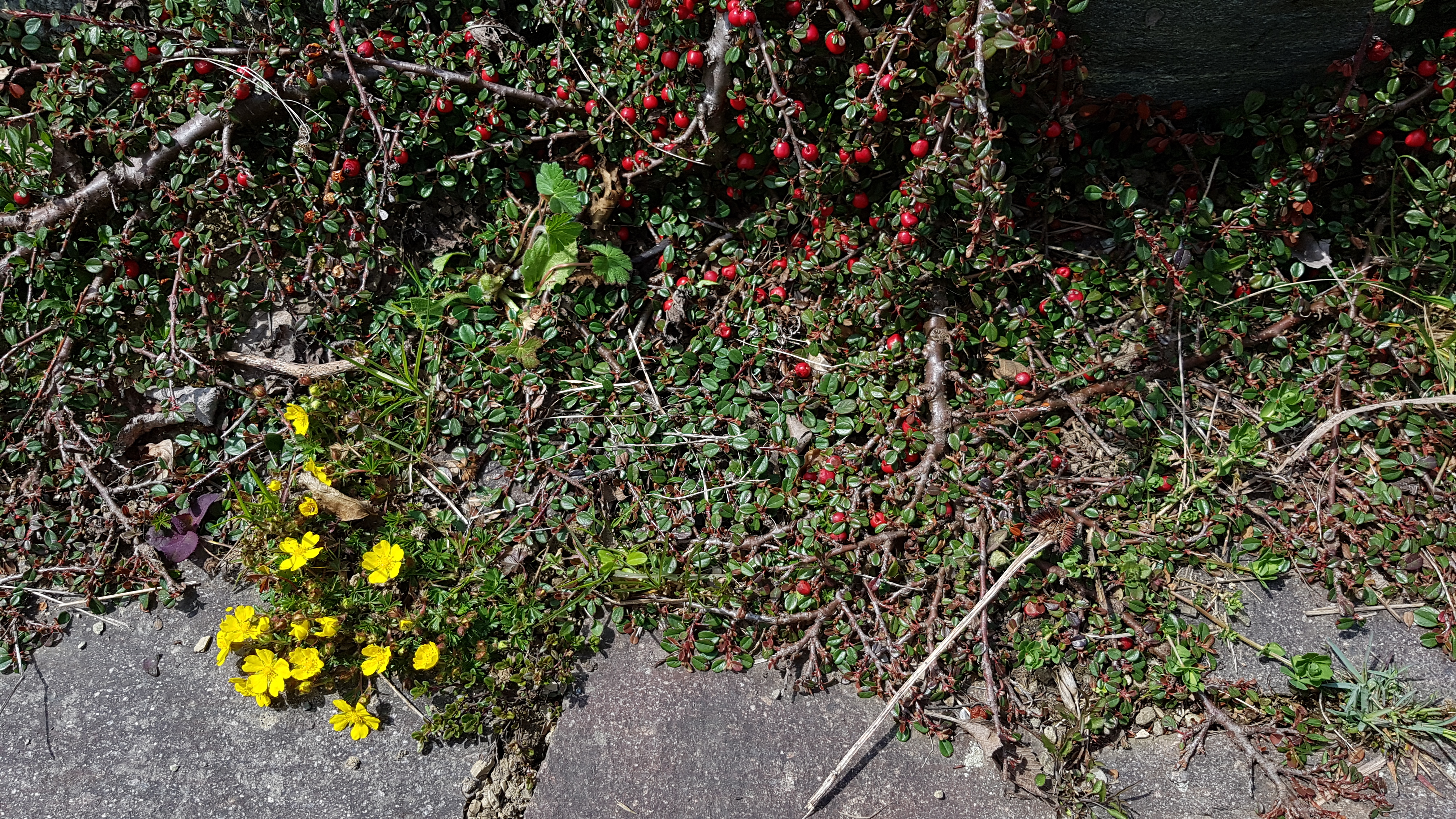 Cotoneaster hat den ganzen Winter diese roten Beerchen Cotoneaster hat den ganzen Winter diese roten Beerchen