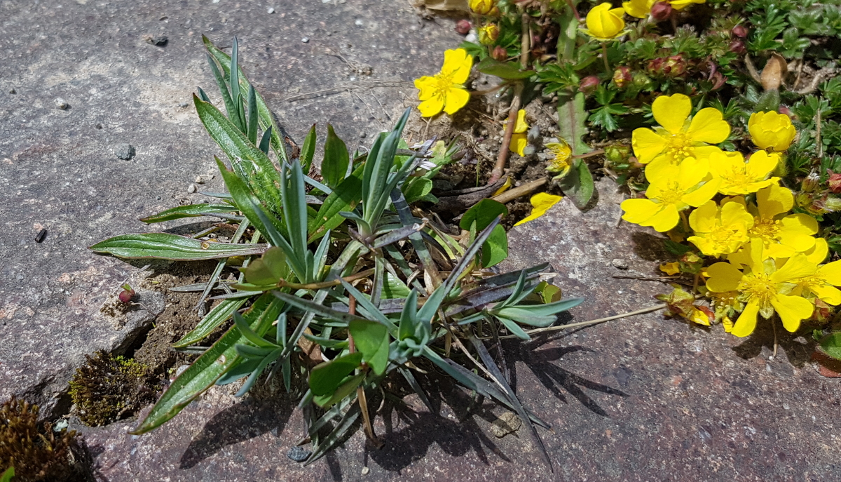 Muss leider raus: Duftnelke, darf im Hang wachsen Muss leider raus: Duftnelke, darf im Hang wachsen