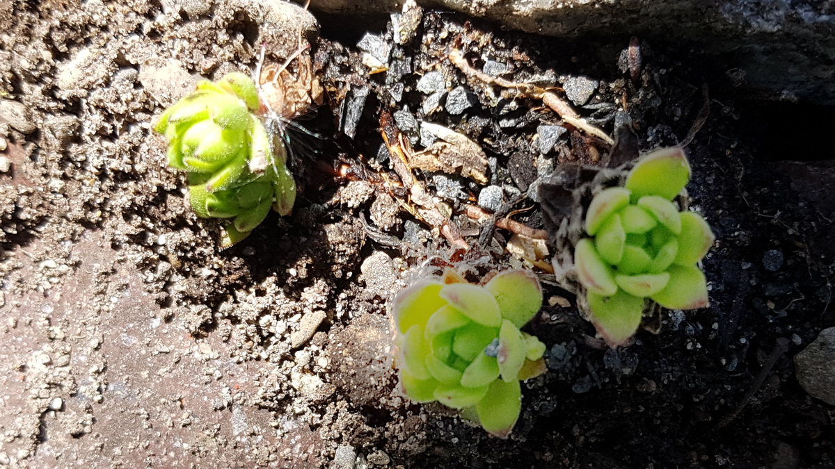 Hauswurz Ableger in die "Freiheit" entlassen Hauswurz Ableger in die "Freiheit" entlassen