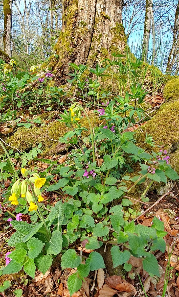 Echte Schlüsselblume (Primula veris) Buschwindröschen (Anemone nemorosa) Waldmeister (Galium odoratum) Echte Schlüsselblume (Primula veris) Buschwindröschen (Anemone nemorosa) Waldmeister (Galium odoratum)