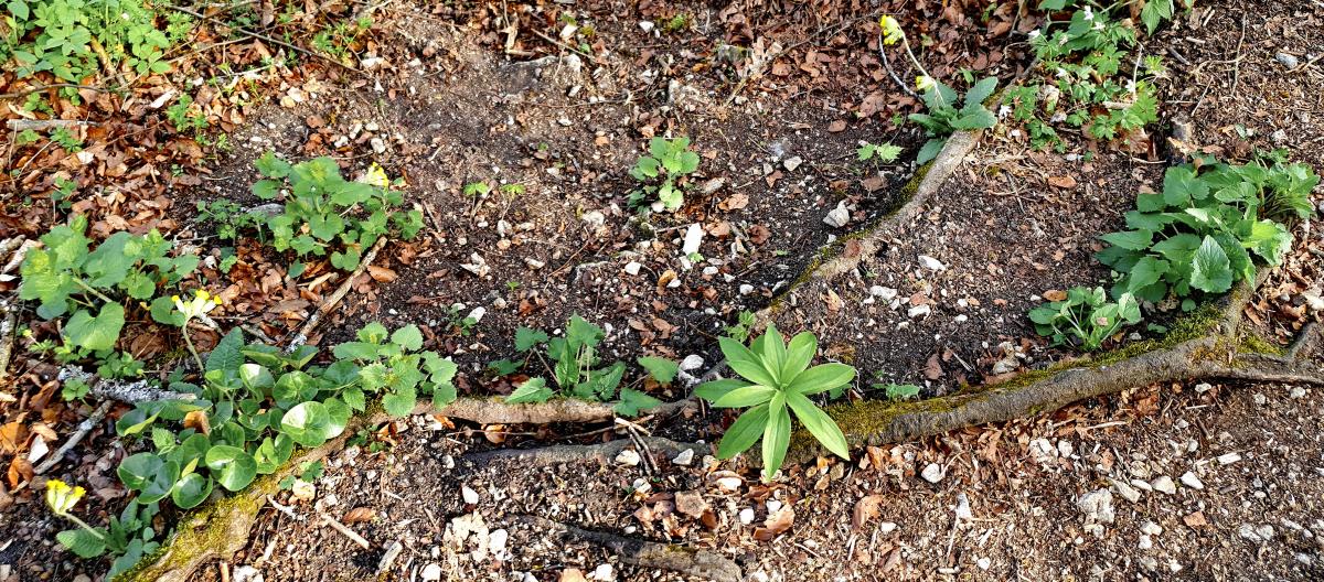 Waldmeister (Galium odoratum) Maiglöckchen (Convallaria majalis) Gewöhnliche Goldnessel (Lamium galeobdolon) Schlüsselblume (Primula elatior oder Primula veris) Gewöhnliches Lungenkraut (Pulmonaria officinalis) Wald-Bingelkraut (Mercurialis perennis) Buschwindröschen (Anemone nemorosa) Türkenbund (Lilium martagon) Ährige Teufelskralle (Phyteuma spicatum) Haselwurz (Asarum europaeum) Waldmeister (Galium odoratum) Maiglöckchen (Convallaria majalis) Gewöhnliche Goldnessel (Lamium galeobdolon) Schlüsselblume (Primula elatior oder Primula veris) Gewöhnliches Lungenkraut (Pulmonaria officinalis) Wald-Bingelkraut (Mercurialis perennis) Buschwindröschen (Anemone nemorosa) Türkenbund (Lilium martagon) Ährige Teufelskralle (Phyteuma spicatum) Haselwurz (Asarum europaeum)
