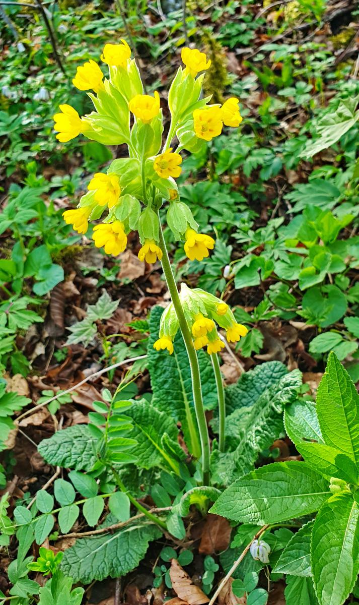 Echte Schlüsselblume (Primula veris) Echte Schlüsselblume (Primula veris)