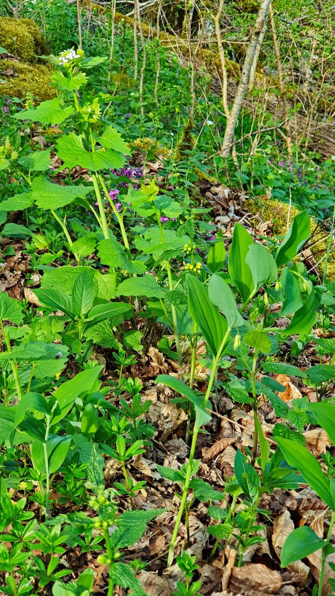 Knoblauchsrauke (Alliaria petiolata) Gefleckte Taubnessel (Lamium maculatum) Waldmeister (Galium odoratum) Maiglöckchen (Convallaria majalis) Schlüsselblume (Primula veris) Einbeere (Paris quadrifolia) Goldnessel (Lamium galeobdolon) Salomonsiegel (Polygonatum multiflorum) Knoblauchsrauke (Alliaria petiolata) Gefleckte Taubnessel (Lamium maculatum) Waldmeister (Galium odoratum) Maiglöckchen (Convallaria majalis) Schlüsselblume (Primula veris) Einbeere (Paris quadrifolia) Goldnessel (Lamium galeobdolon) Salomonsiegel (Polygonatum multiflorum)