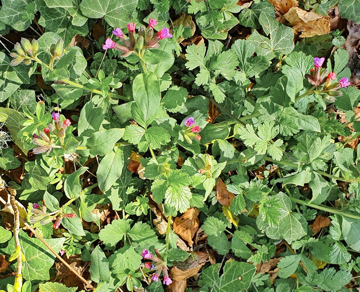 Dunkles Lungenkraut (Pulmonaria obscura) Dunkles Lungenkraut (Pulmonaria obscura)