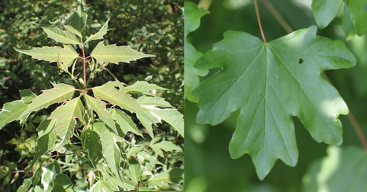 Acer negundo invasive Pflanze Acer negundo invasive Pflanze