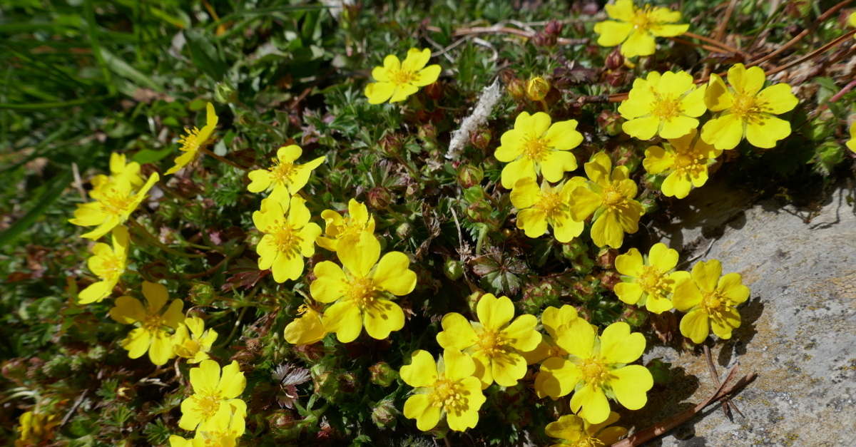 Fingerkraut Fingerkraut