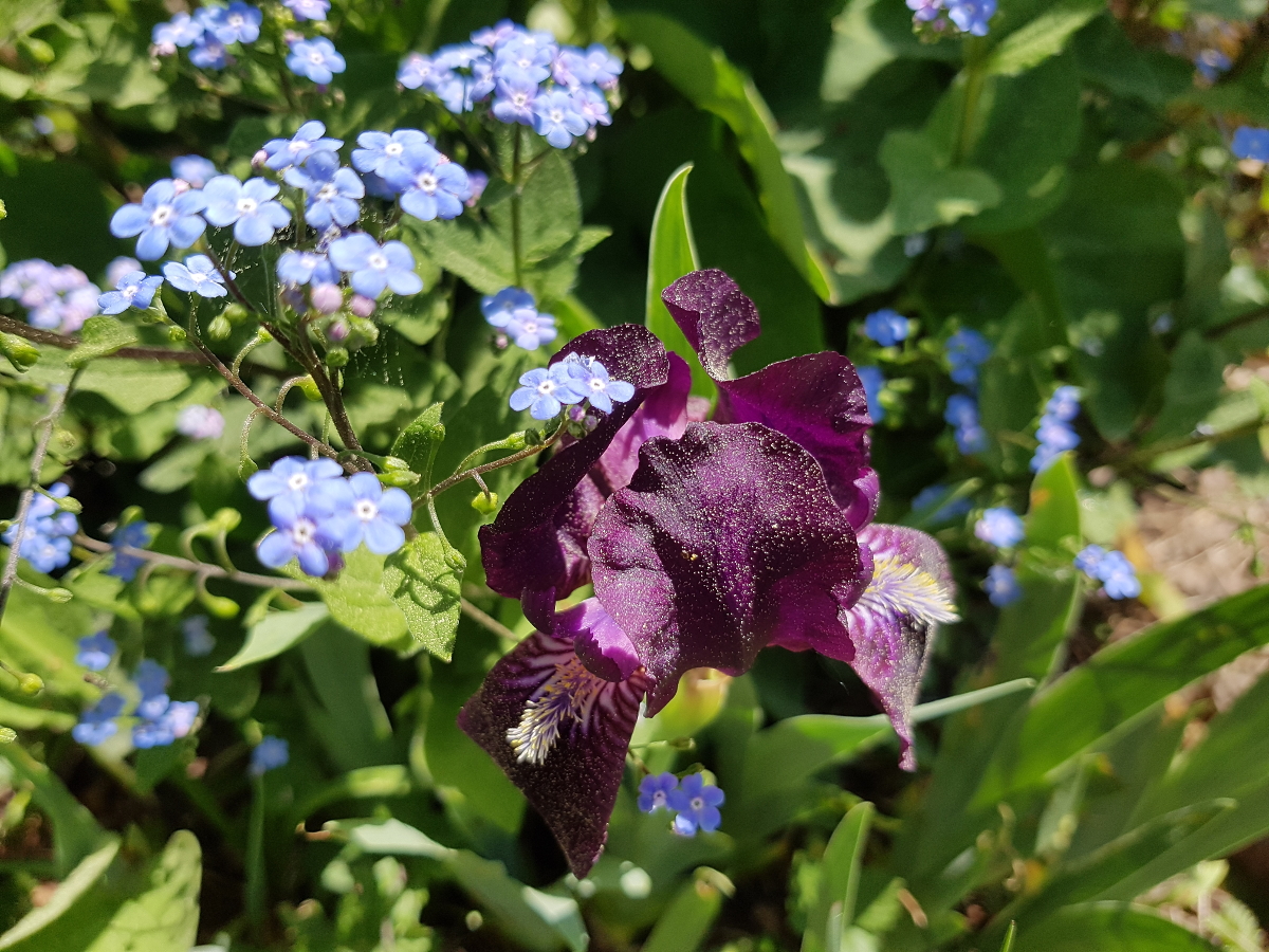 Kaukasus-Vergißmeinicht und Zwerg-Iris Kaukasus-Vergißmeinicht und Zwerg-Iris