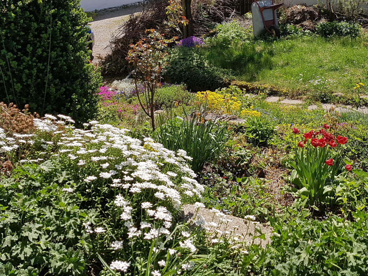 Schleifenblume Schleifenblume