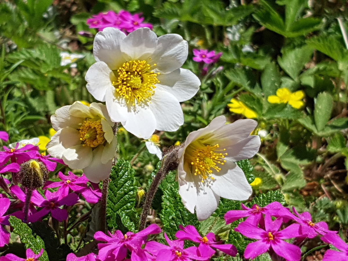 Silberwurz Silberwurz