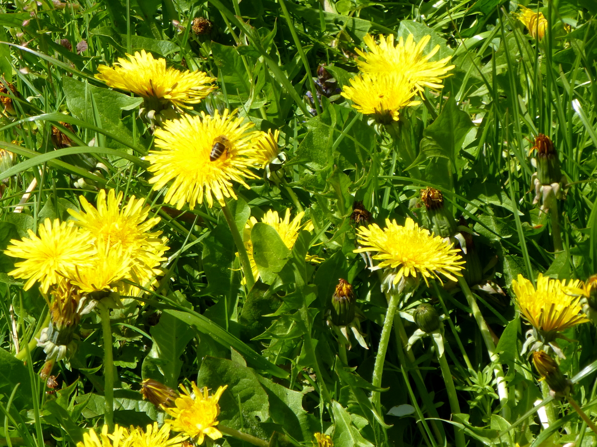 Löwenzahn für alle Fälle