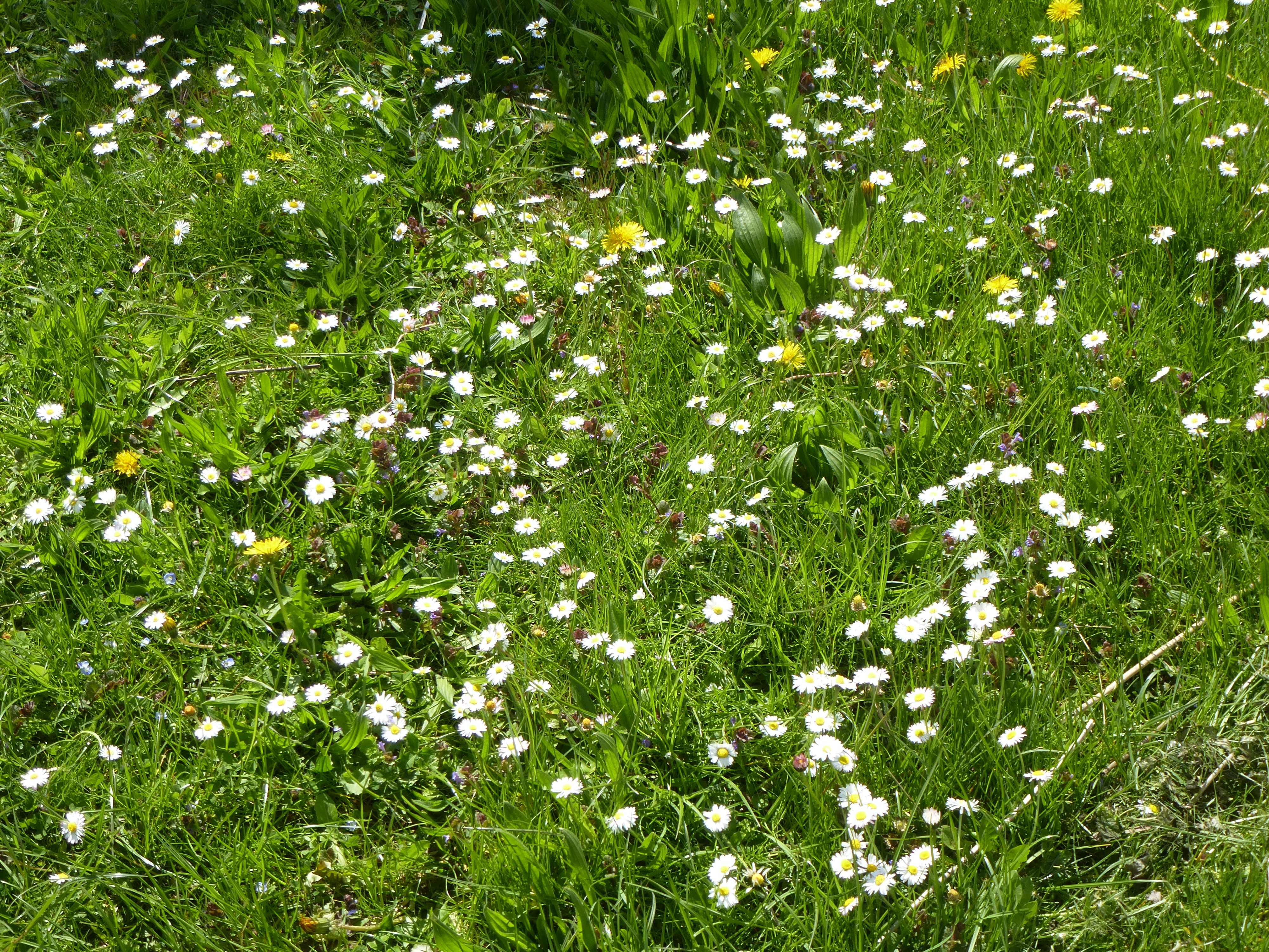 Gänseblümchen ganzjährig Gänseblümchen ganzjährig