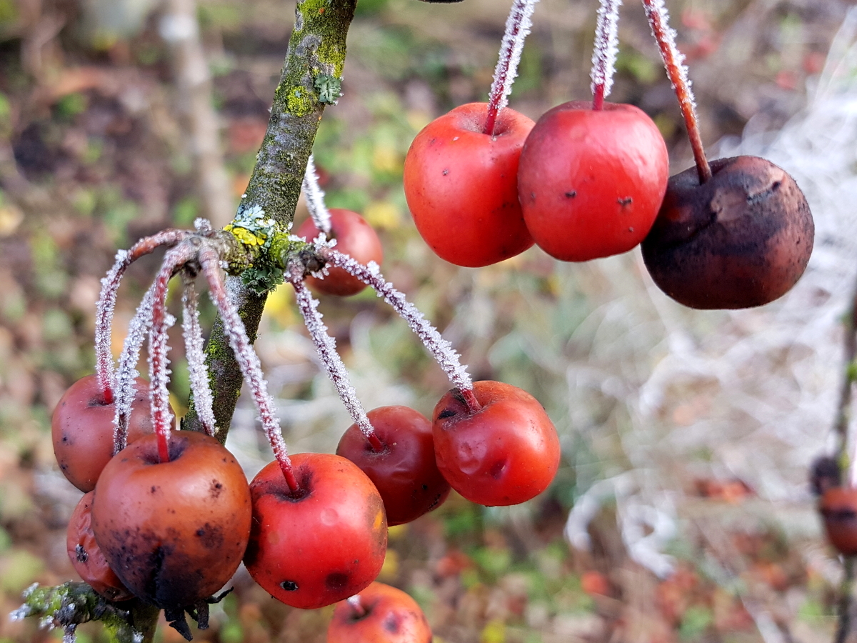 Zierapfel im Dezember Zierapfel im Dezember