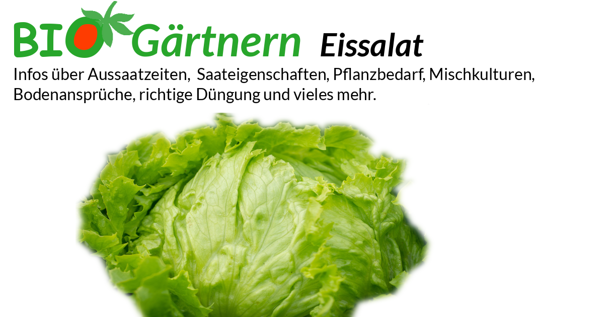 Eissalat biologisch anbauen