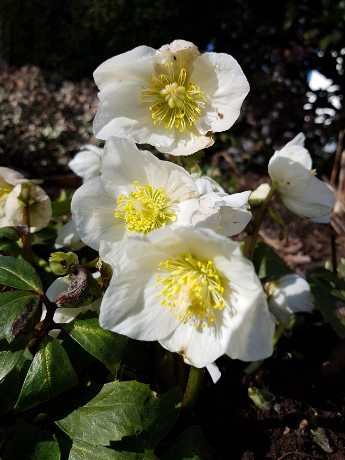 Christrose Christrose