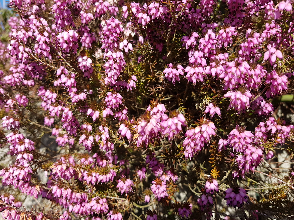 Erica carnea Erica carnea