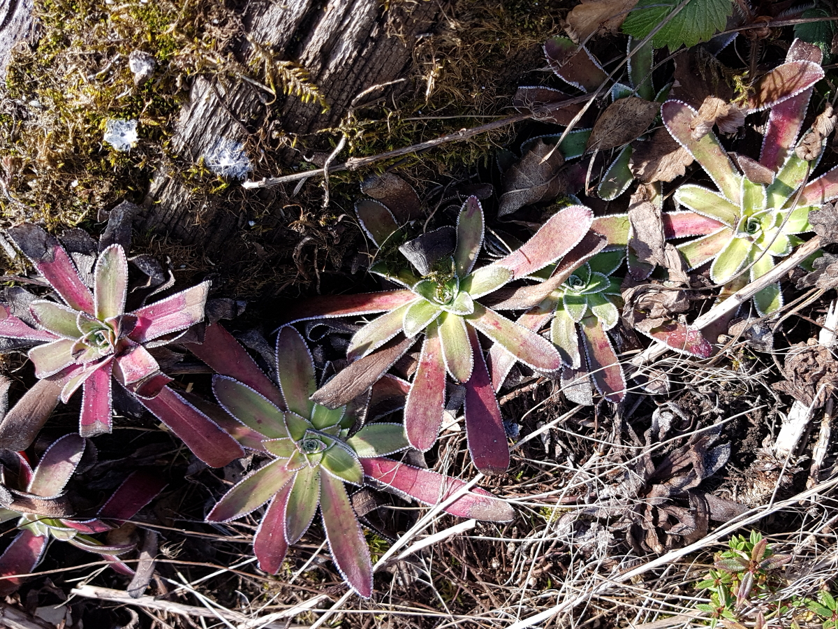 Die Blätter des Trauensteinbrechs im Februar Die Blätter des Trauensteinbrechs im Februar