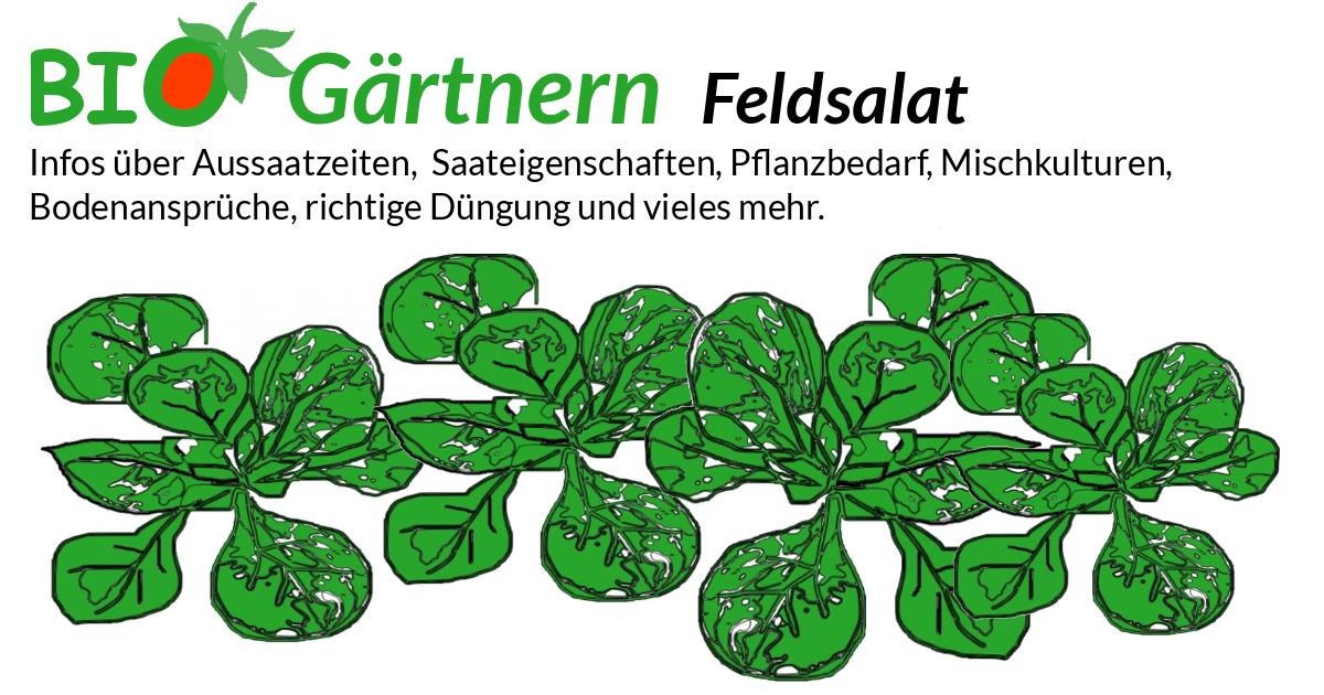 Feldsalat - biologisch anbauen