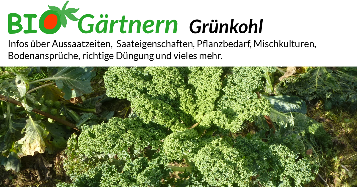 Grnkohl - biologisch anbauen