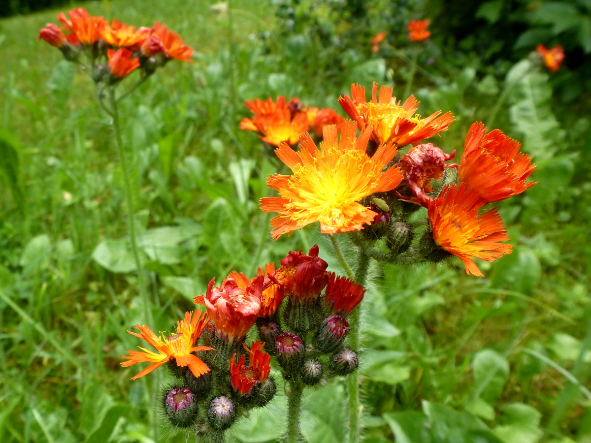 Habichtskraut Habichtskraut