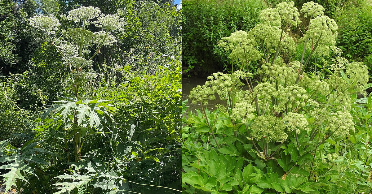 Heracleum mantegazzianum invasive Pflanze Heracleum mantegazzianum invasive Pflanze