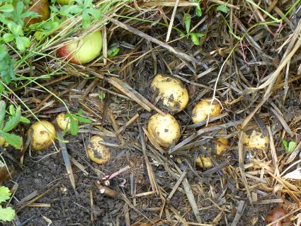 Biogarten Biogemüse Mulchgarten Permakultur Kartoffeln