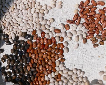 Biogarten Biogemüse Stangenbohnen Bohnenkerne Beet Mulchgarten Biogarten Biogemüse Stangenbohnen Bohnenkerne Beet Mulchgarten