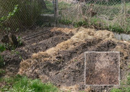 Biogarten Biogemüse Mulchgarten Kartoffeln Biogarten Biogemüse Mulchgarten Kartoffeln