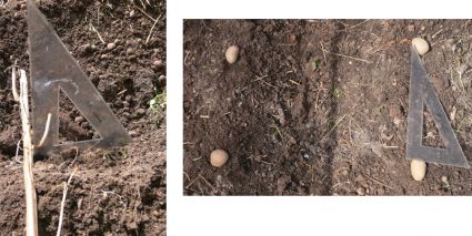 Biogarten Biogemüse Mulchgarten Kartoffeln Biogarten Biogemüse Mulchgarten Kartoffeln