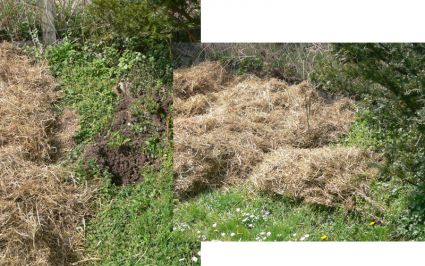 Biogarten Biogemüse Mulchgarten Kürbis Biogarten Biogemüse Mulchgarten Kürbis