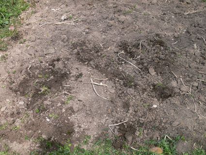 Biogarten Biogemüse Mulchgarten Brokoli Biogarten Biogemüse Mulchgarten Brokoli