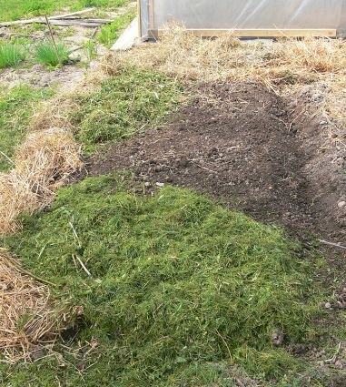 Biogarten Biogemüse Mulchgarten Brokoli Biogarten Biogemüse Mulchgarten Brokoli