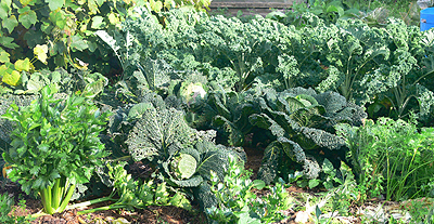 Biogarten Biogemüse Ernte Kohl Mulchgarten Biogarten Biogemüse Ernte Kohl Mulchgarten