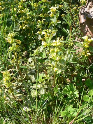 Wildkräuter Küche Garten Goldnessel Wildkräuter Küche Garten Goldnessel