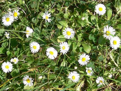 Wildkräuter Küche Garten Gänseblümchen Wildkräuter Küche Garten Gänseblümchen