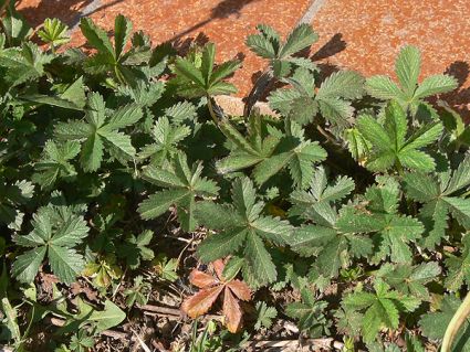 Wildkräuter Küche Garten Kriechendes Fingerkraut Wildkräuter Küche Garten Kriechendes Fingerkraut