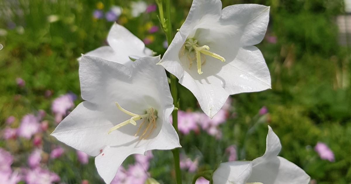 Bauerngarten Bauerngarten