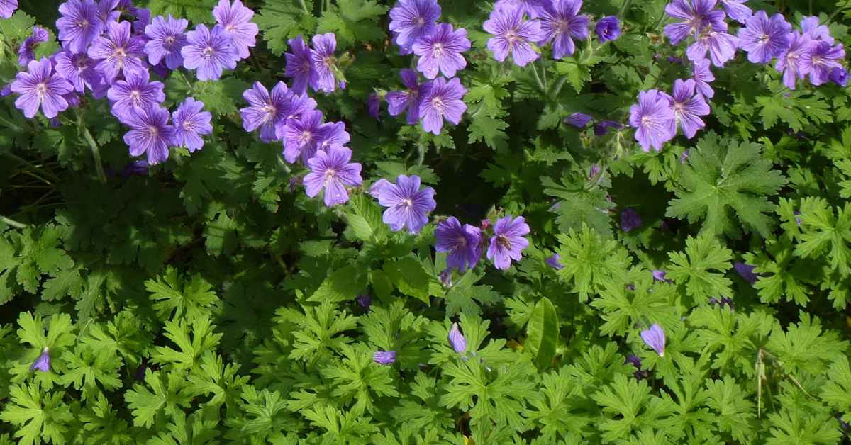 Füllpflanzen Füllpflanzen