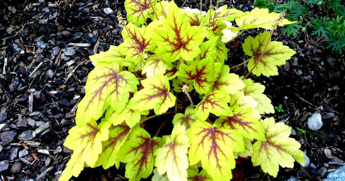Stauden mit Bunten Blättern Stauden mit Bunten Blättern