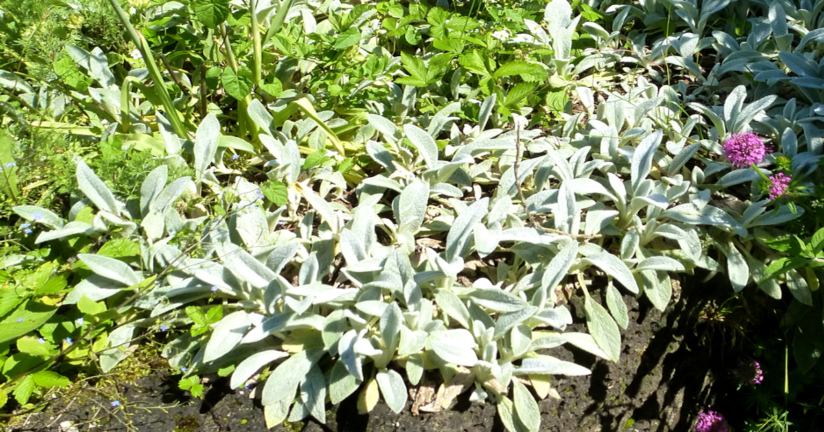 Stauden mit Silbergrünenen Blättern