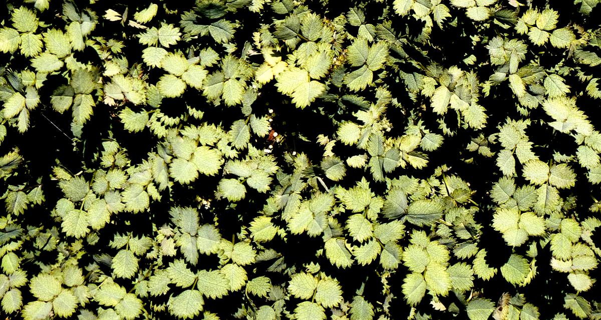 Stauden mit Immergrünen Blättern Stauden mit Immergrünen Blättern